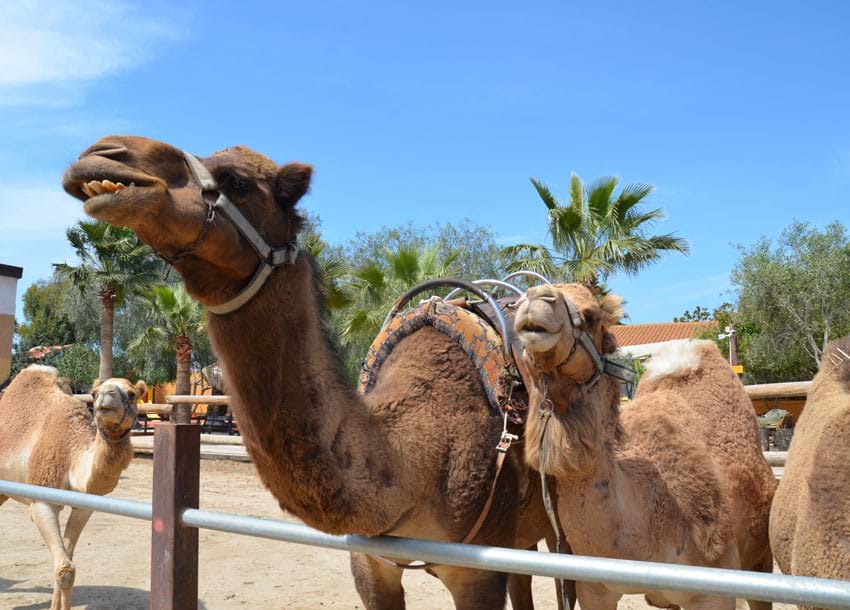 Camel Park (Mazotos)