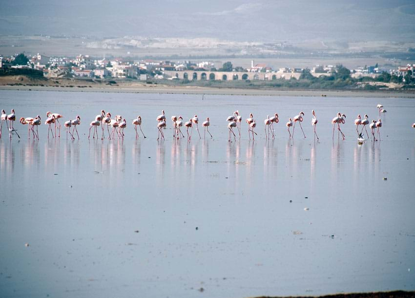 Larnaka Salt Lake